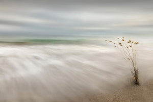 framedposter-print-ears-in-the-sea-x