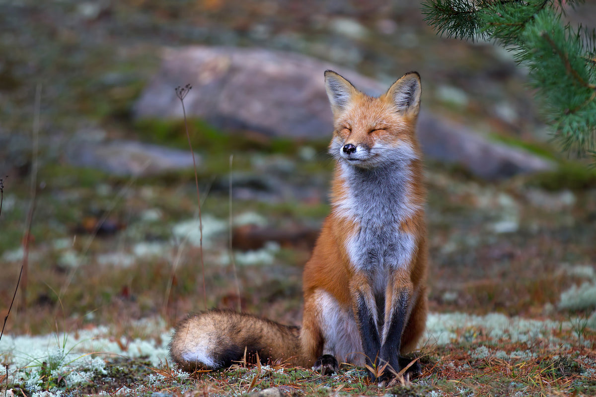 framedposter-print-fox-zen-algonquin-park-x