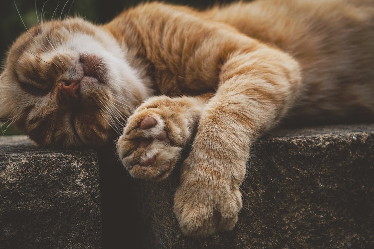 canvas-print-sleeping-cat