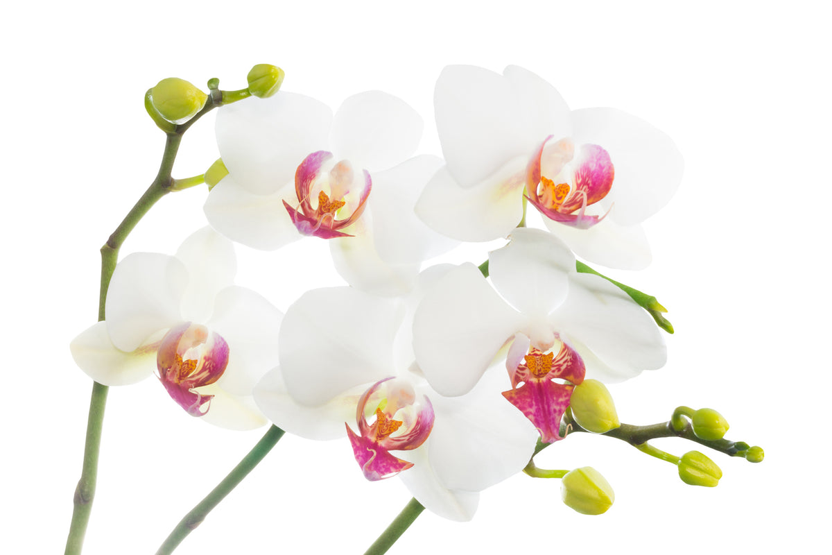 aluminium-print-orchids-love