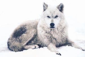 acrylic-print-the-wolf