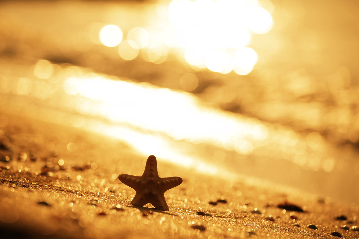 framedcanvas-print-the-starfish