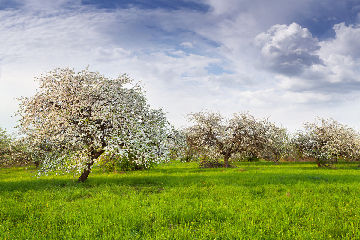 modern-3-piece-acrylic-print-apple-tree-garden