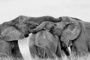 canvas-print-elephant-playing-x