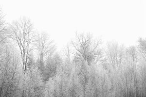 modern-3-piece-canvas-print-birches-in-the-snow
