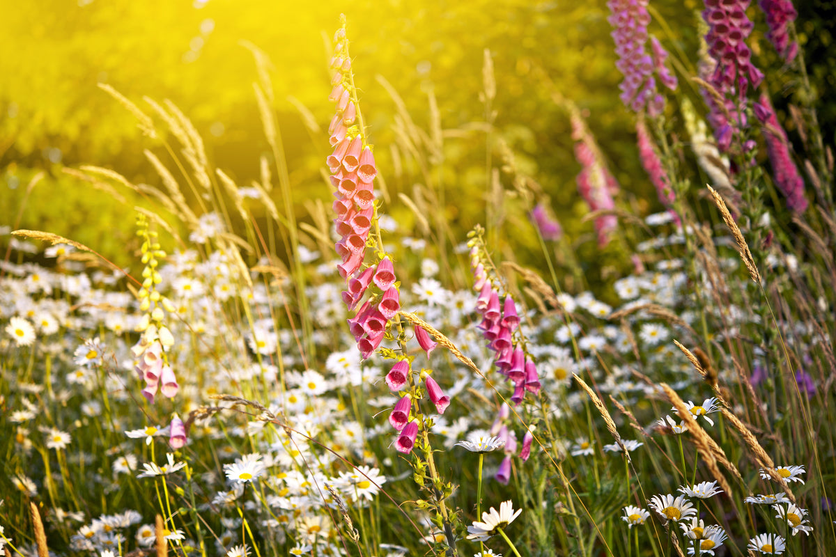 modern-3-piece-canvas-print-summer-flower-meadow