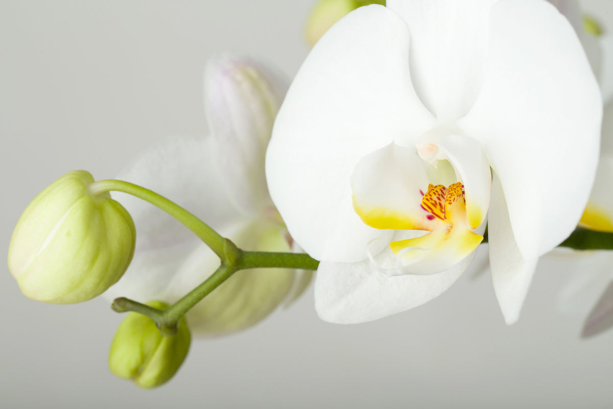 framedposter-print-giant-orchid