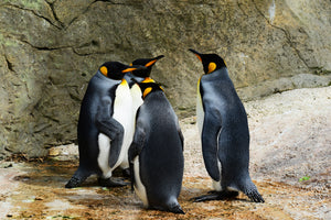 3-piece-aluminium-print-king-penguins