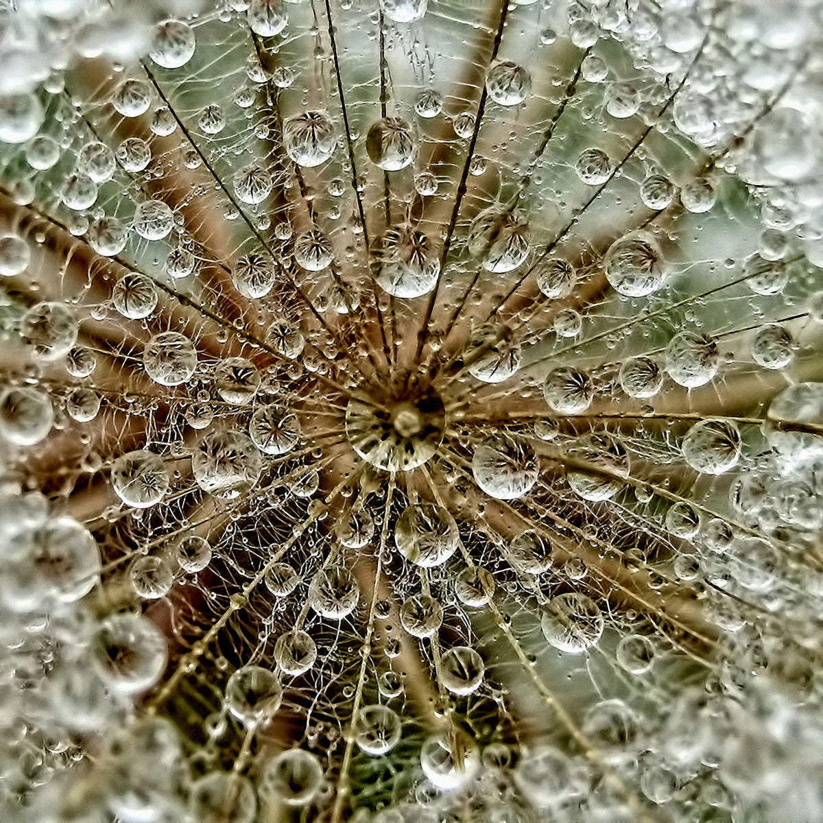 acrylic-print-dred