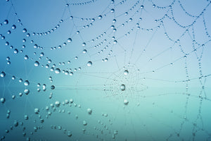 3-piece-acrylic-print-cobweb-in-morning-dew