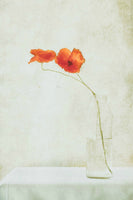 framedcanvas-print-two-poppies-in-a-bottle-x