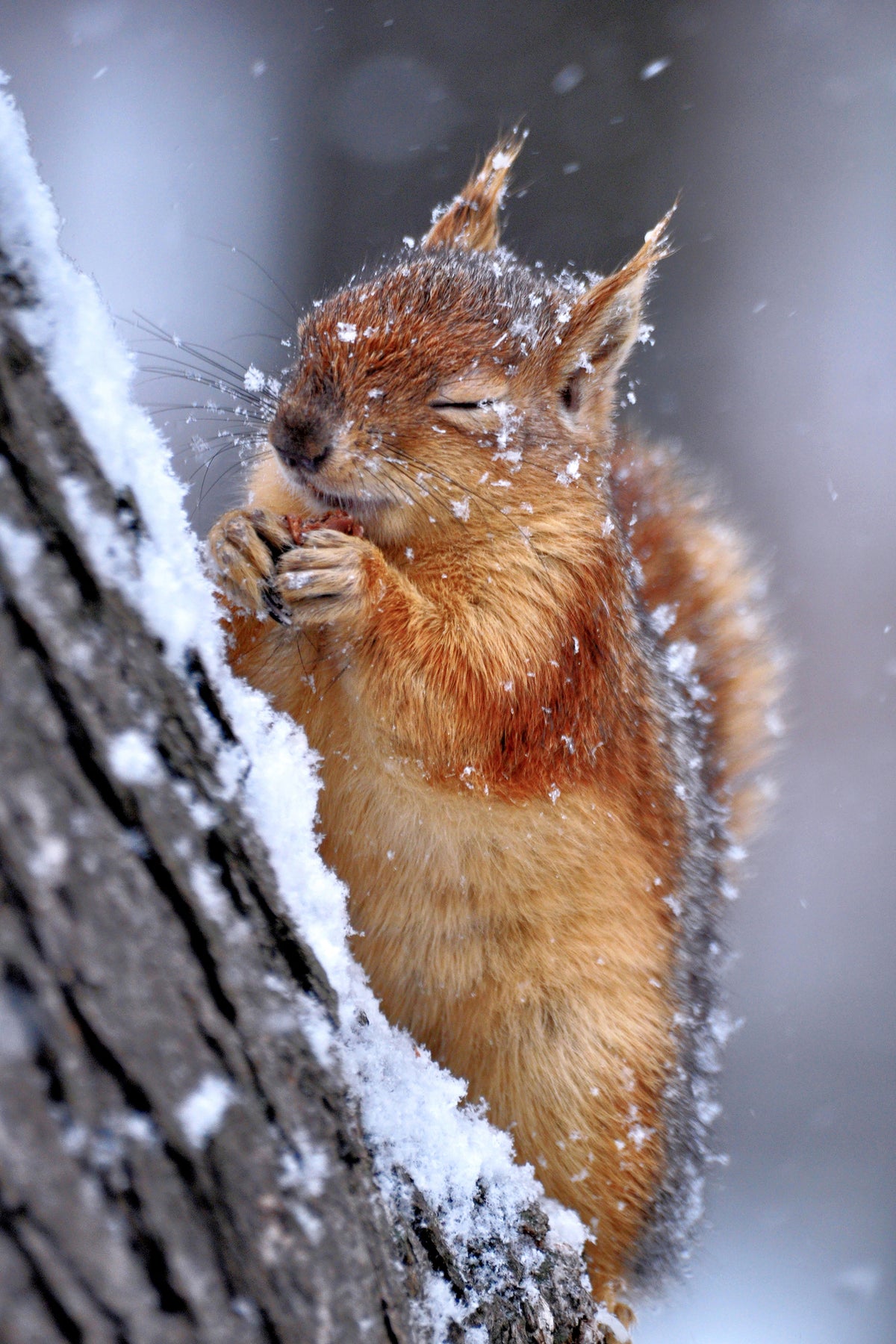 canvas-print-winter-xwg