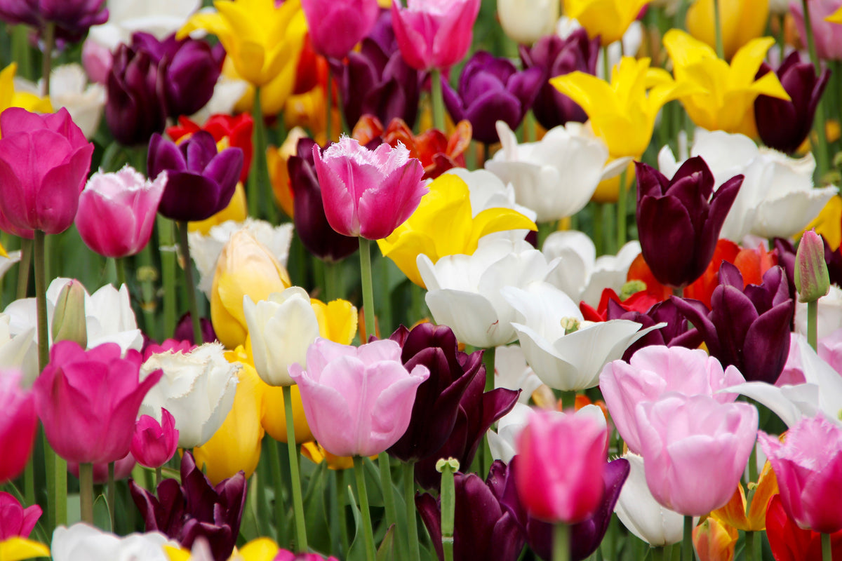 modern-3-piece-acrylic-print-colorful-tulip-field
