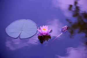 3-piece-acrylic-print-lotus-flower