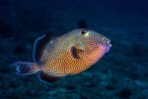 modern-3-piece-canvas-print-blue-triggerfish