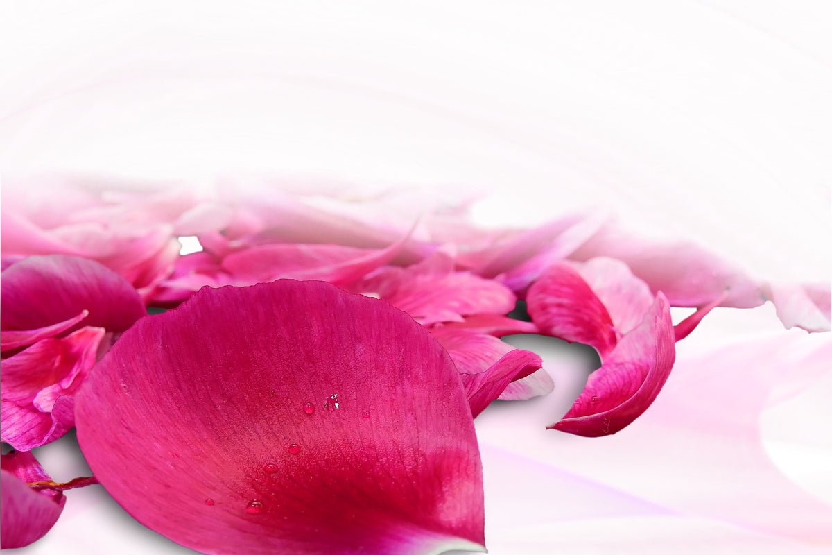 modern-3-piece-acrylic-print-rose-petals-in-pink-iii