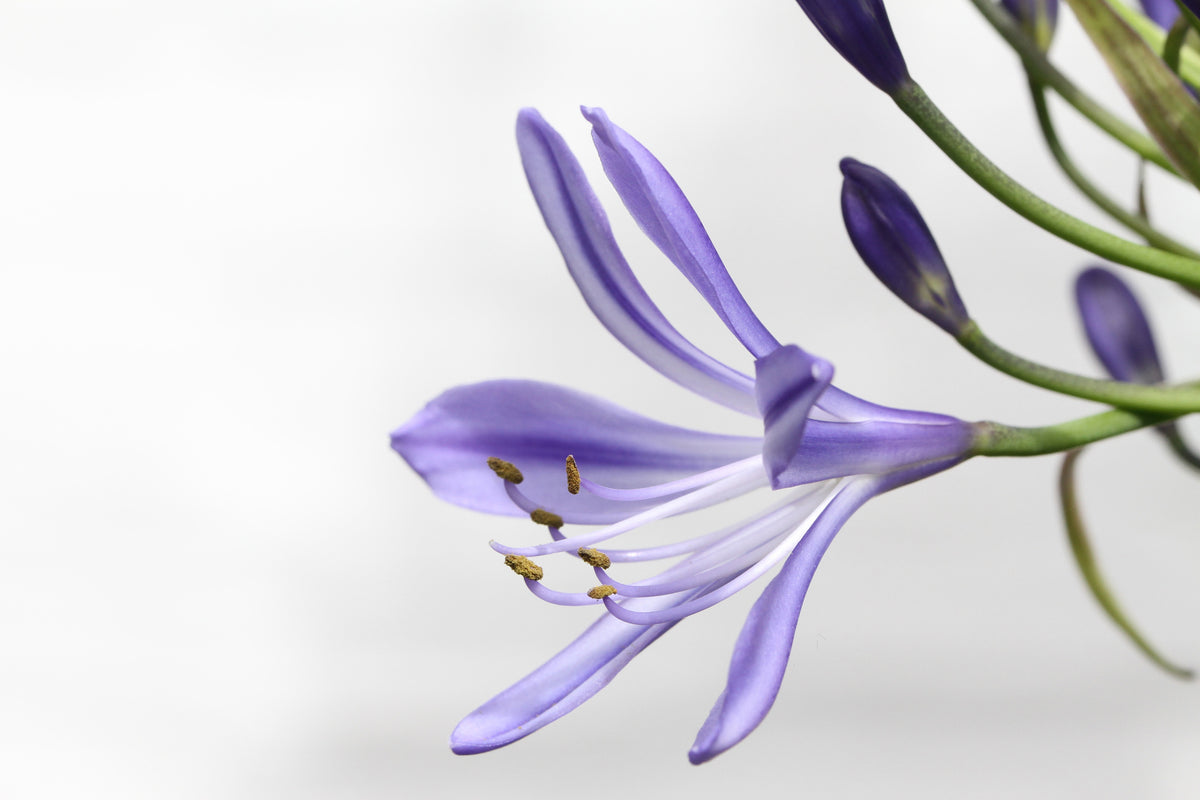 modern-3-piece-aluminium-print-lily-flower-in-purple