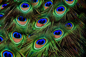 3-piece-acrylic-print-peacock-feathers-xxl