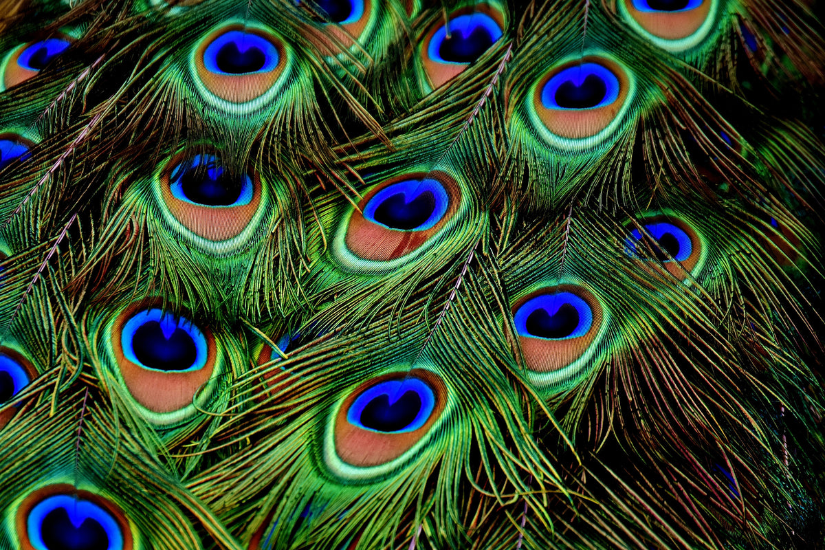 3-piece-acrylic-print-peacock-feathers-xxl