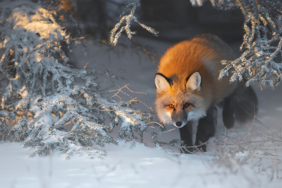 framedposter-print-red-fox-xxr
