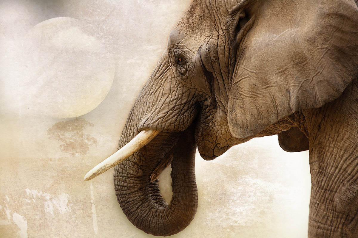 acrylic-print-portrait-of-an-elephant