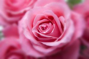 modern-3-piece-canvas-print-roses-macro