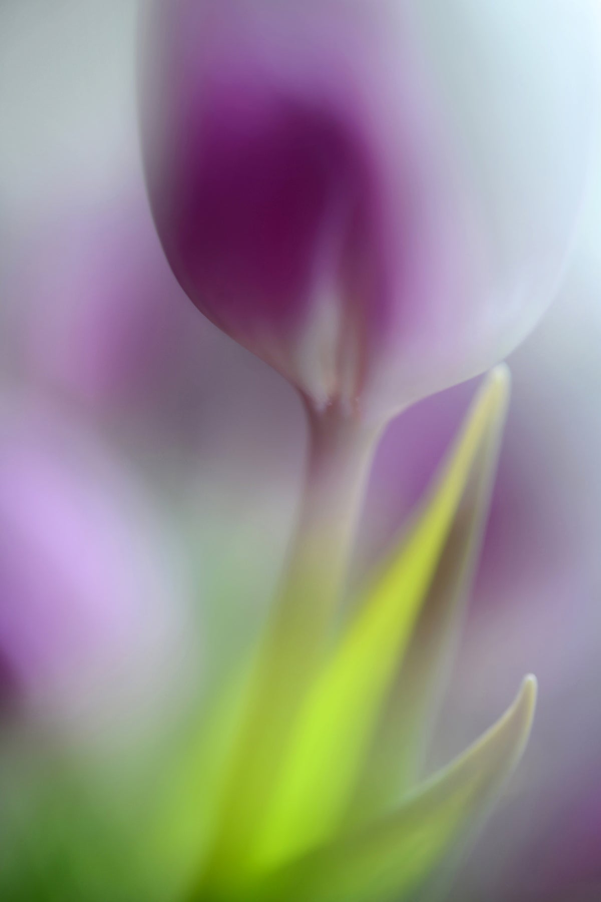acrylic-print-soft-secrets