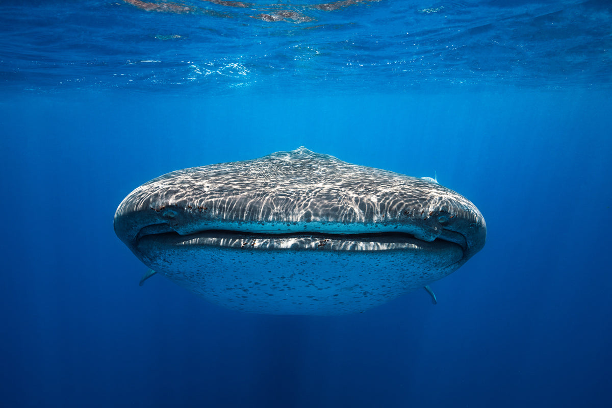 3-piece-canvas-print-face-to-face-with-a-whale-shark
