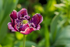 acrylic-print-dark-tulip-in-nature