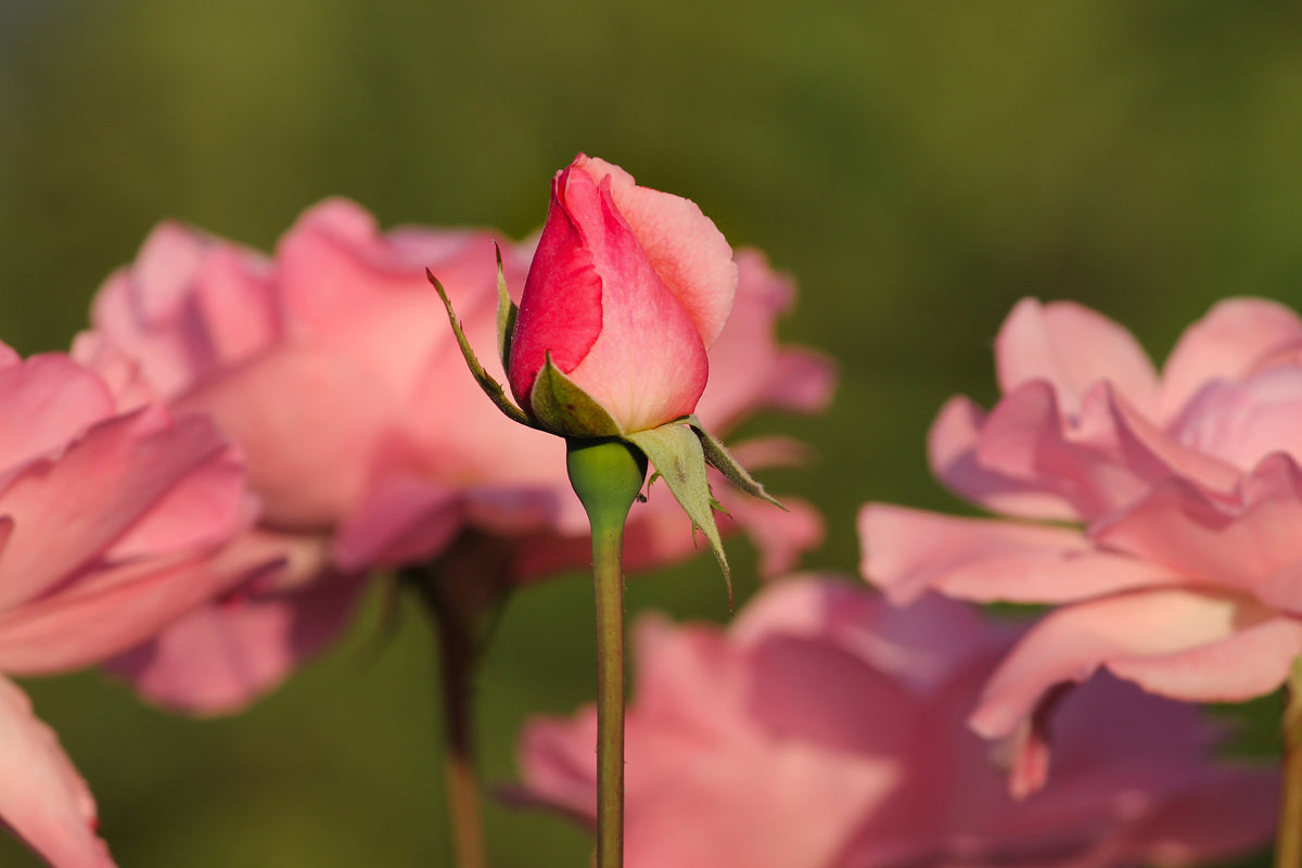 framedposter-print-the-rosebud