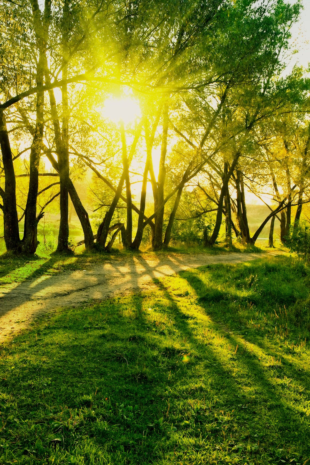 canvas-print-forest-path-in-sunlight