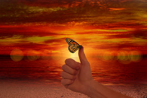 acrylic-print-the-butterfly-in-the-evening-light