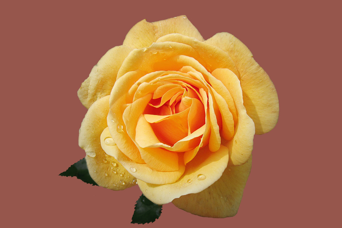 3-piece-aluminium-print-rose-in-yellow-xxl