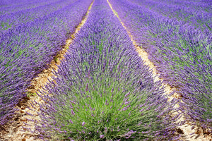 acrylic-print-the-lavender-field