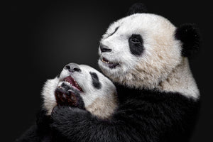 framedposter-print-pandas-x