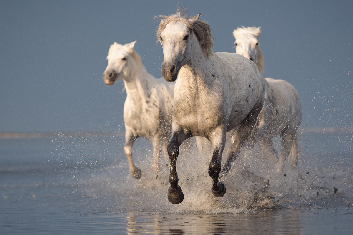 framedcanvas-print-camargue-horses-on-sunset-x