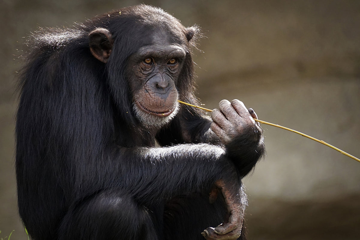 acrylic-print-sweet-chimpanzee