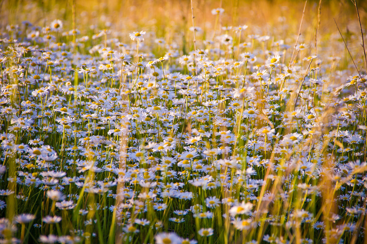 3-piece-canvas-print-a-field-full-of-camomile