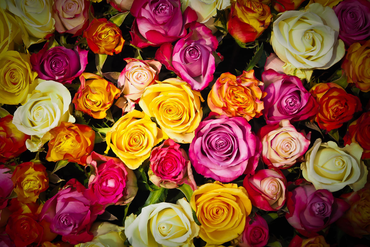 acrylic-print-many-colorful-rose-petals