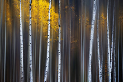 poster-print-curtain-of-fall