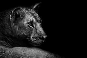 canvas-print-lion