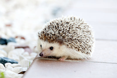 poster-print-the-hedgehog-baby