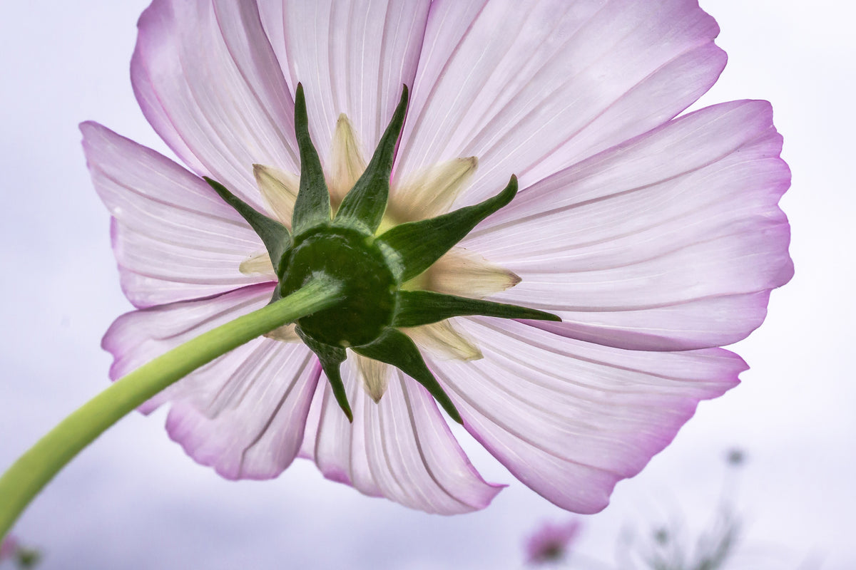 3-piece-acrylic-print-the-cosmos-flower
