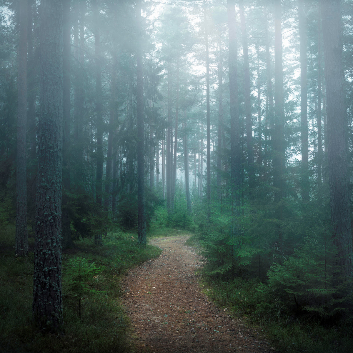 4-piece-canvas-print-the-forest-of-secrets
