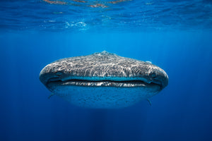 framedcanvas-print-face-to-face-with-a-whale-shark