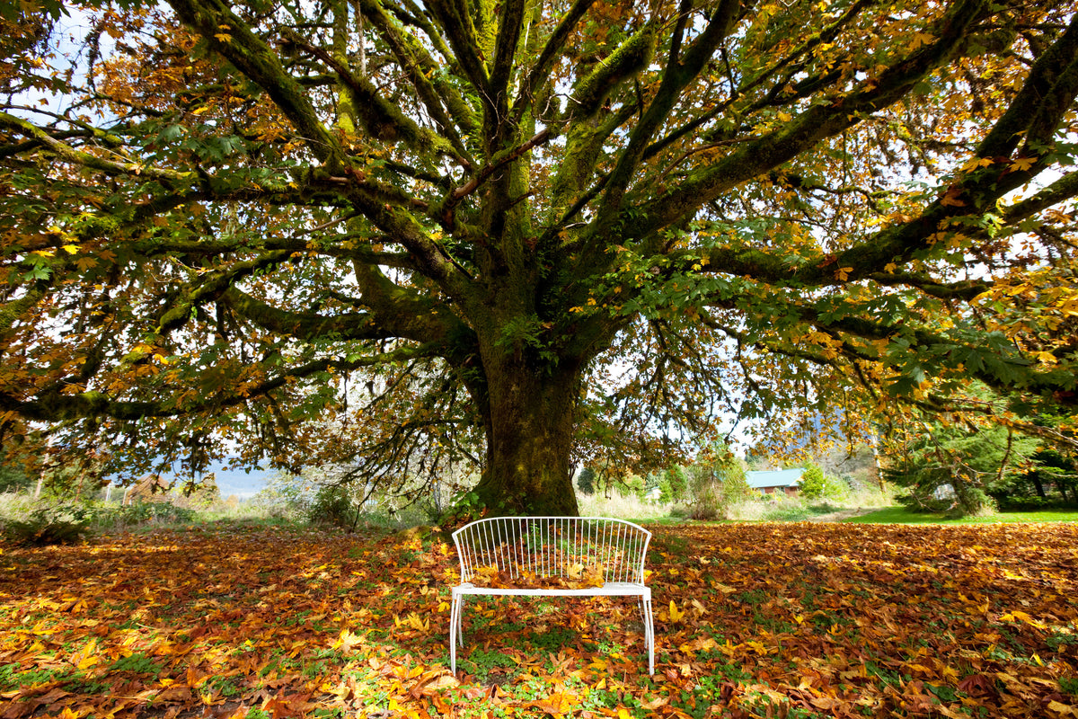 3-piece-acrylic-print-my-favorite-tree