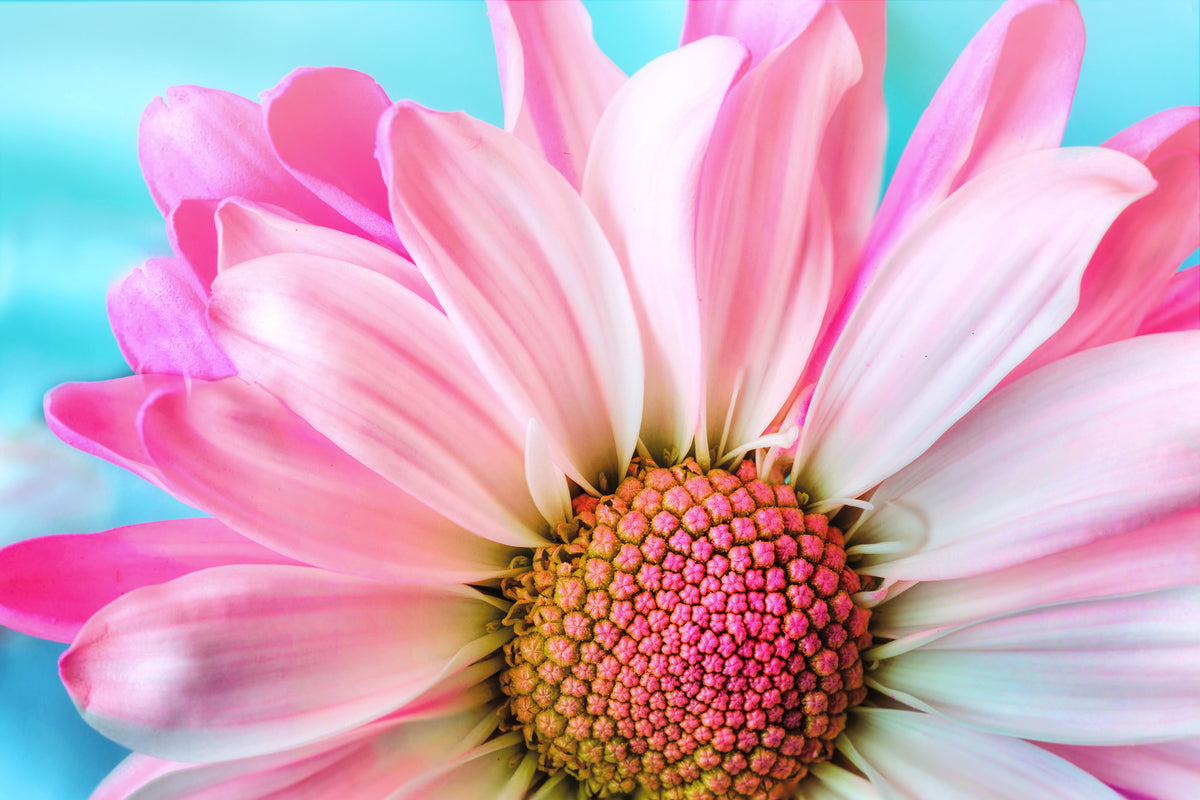 canvas-print-colored-flower
