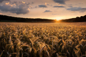 framedposter-print-fields-of-gold-x