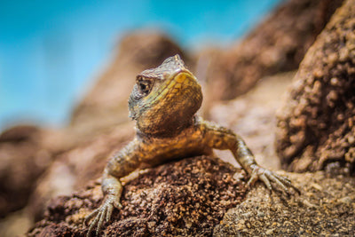 poster-print-little-alligator