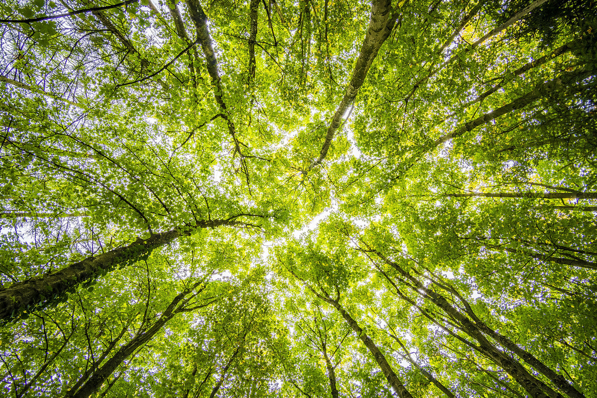 modern-3-piece-aluminium-print-under-the-treetops